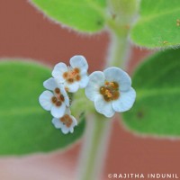 Euphorbia indica Lam.